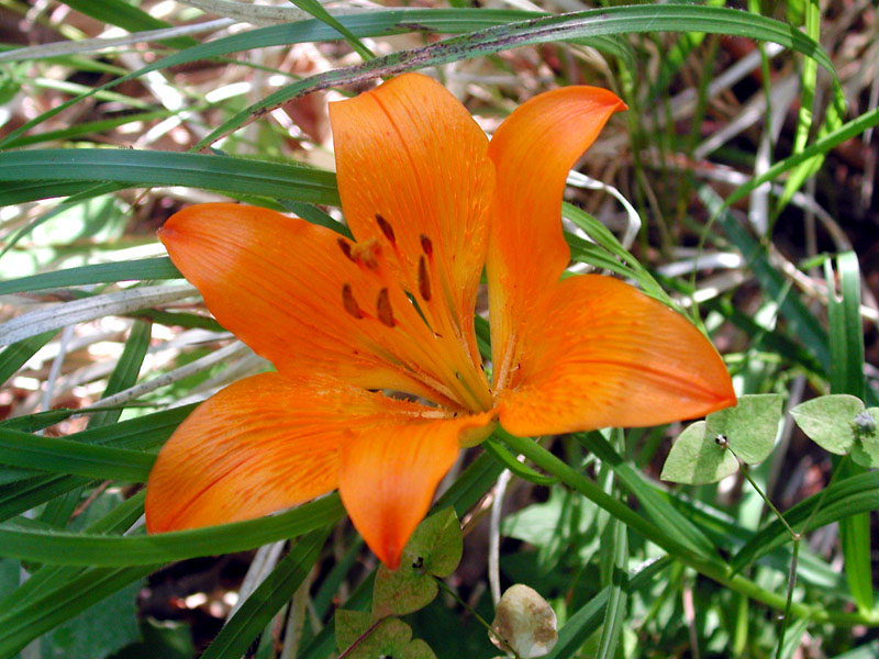  Image name: giglio rosso3.jpg 
 width: 800 pixel 
 height: 600 pixel 
 Size: 171016 bytes 
 Click to enlarge 